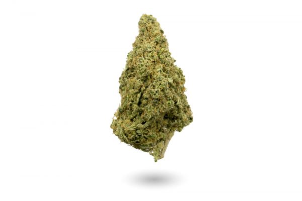 buy sativa moby dick strain online in canada