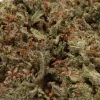 LSD (AAA)