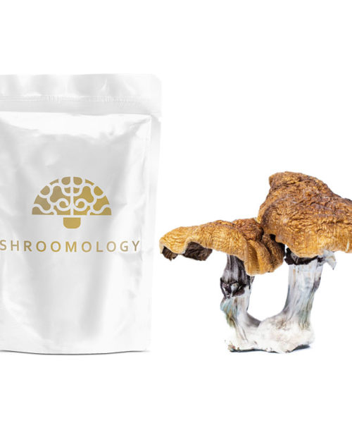Shroomology Dried Shrooms