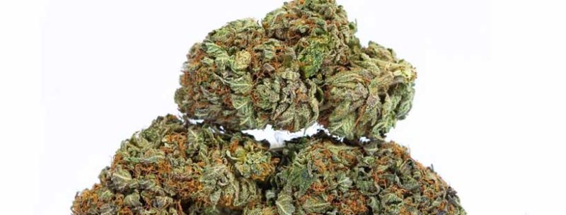 Most Popular Weed Strains in Canada