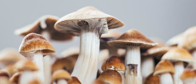 Psilocybe Cubensis