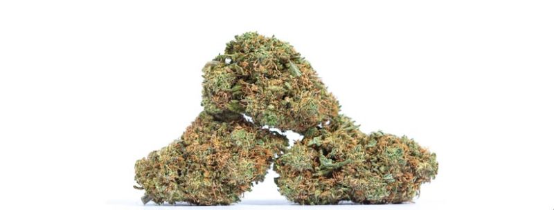 Best White Marijuana Strains in the World