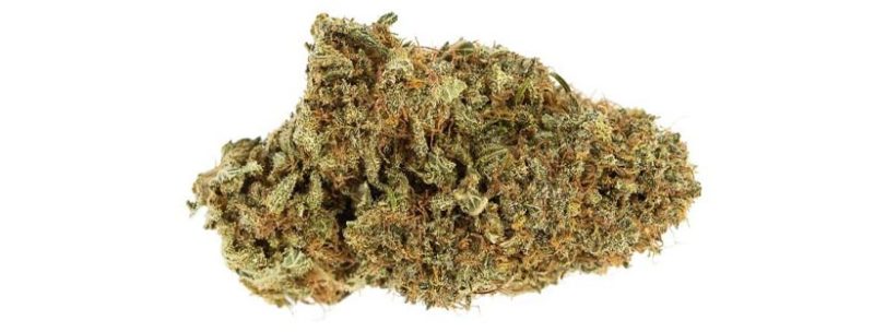 Best White Marijuana Strains in the World