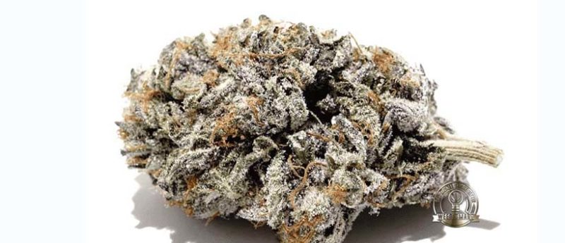 Top Purple Weed Strains