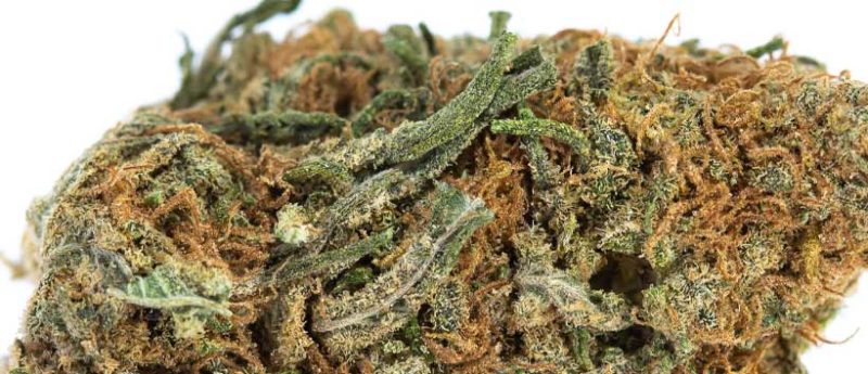 Top 10 Kush Weed Strains