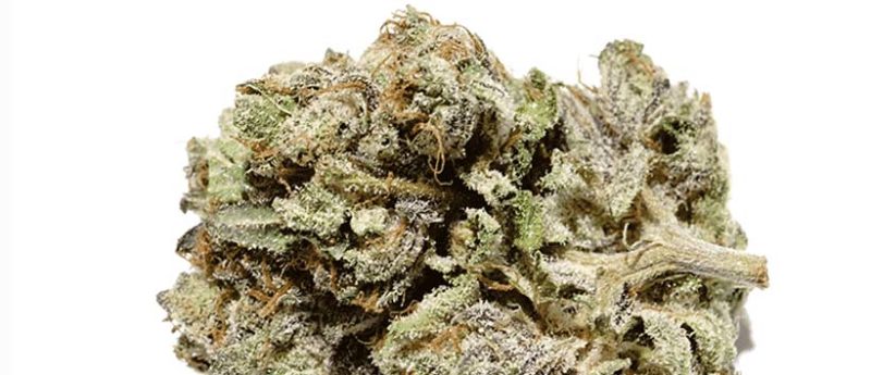 Top Purple Weed Strains