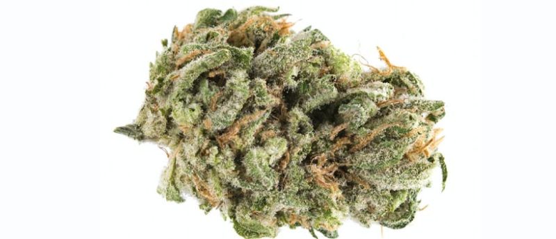 Top Purple Weed Strains