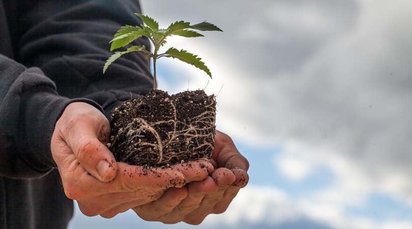 How Is Cannabis Grown? Introduction to Growing Marijuana Plants