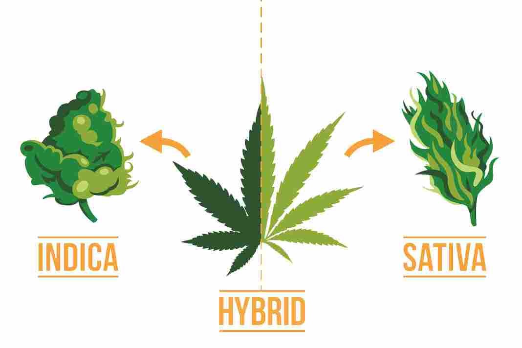 What Is Hybrid Weed?