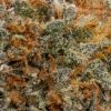 White Widow (AAA+)