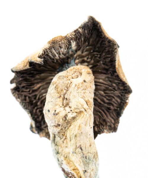 Mexican Cubensis Mushroom