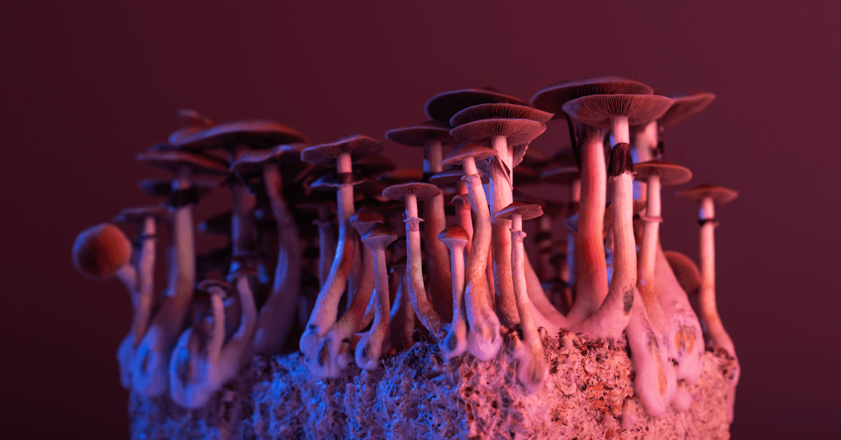 Magic mushrooms in Canada