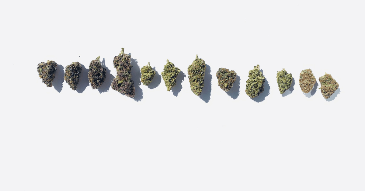 Different Types of Weed Flowers 
