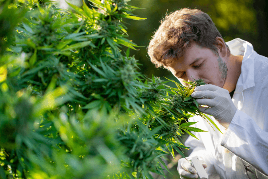 How Long Does the Smell of Weed Last?