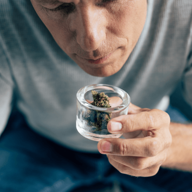 What Gives Cannabis Its Smell?