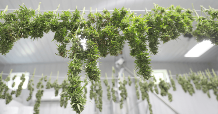 How To Dry Weed