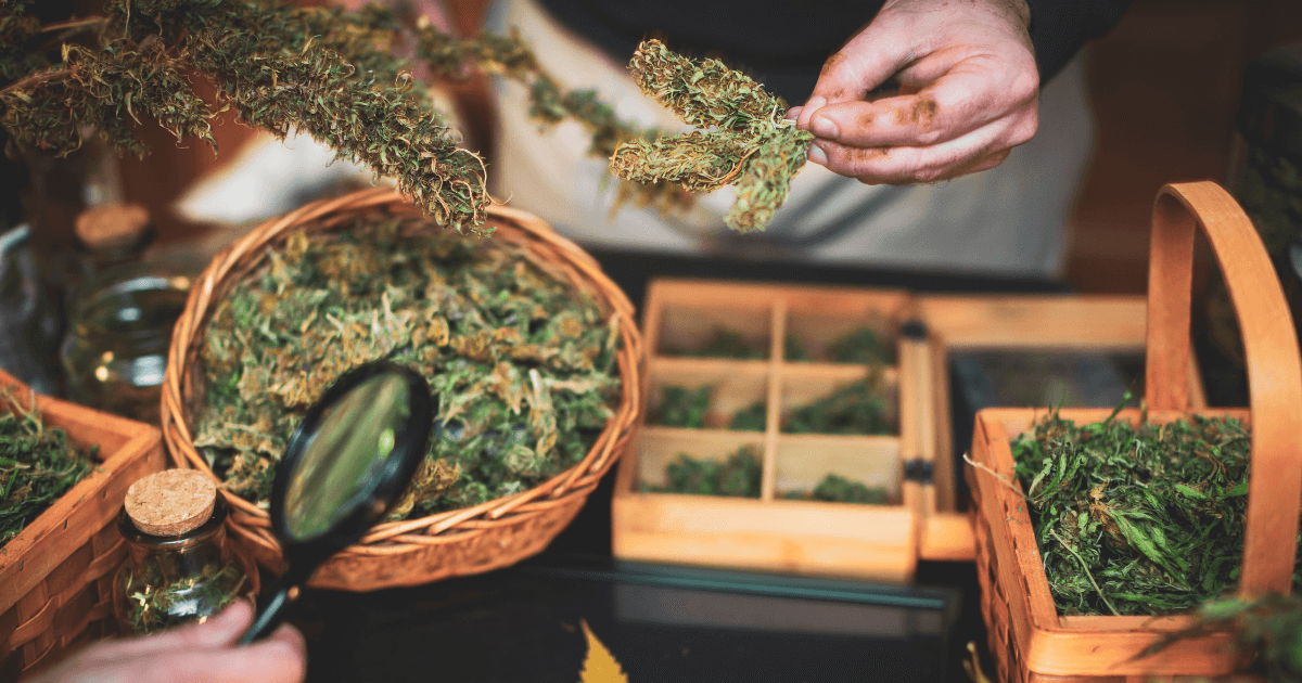Factors that Affect the Weed-Drying Process
