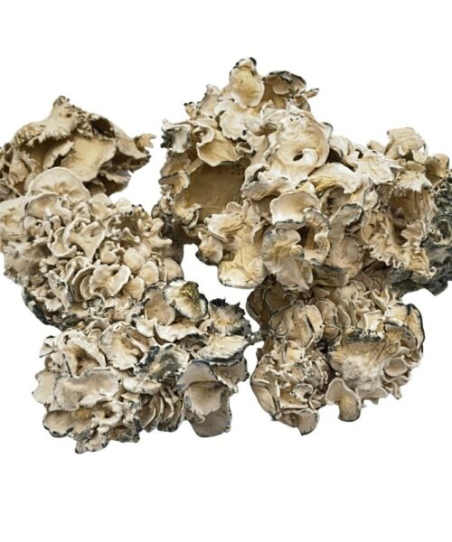 Enigma Dried Shrooms