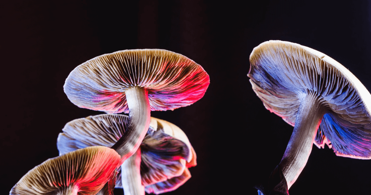 Best Things To Do On Shrooms