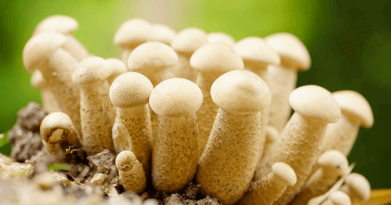 What are Penis Envy Magic Mushrooms?