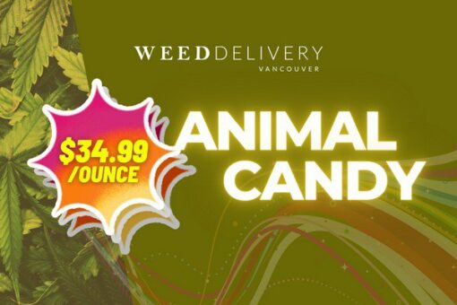 Animal Candy WDV - Mobile