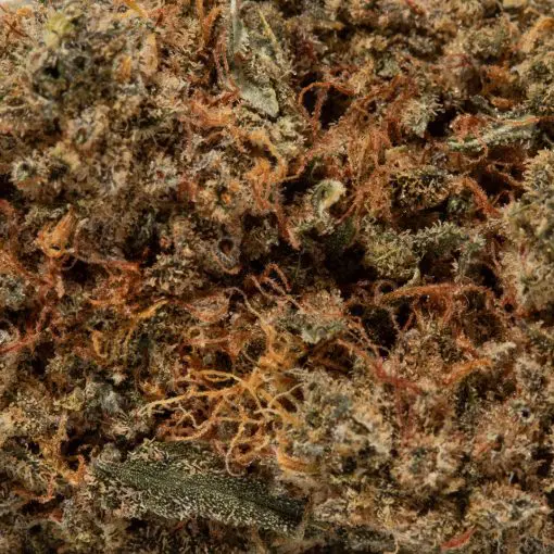 Buy Original Z (AAAA+) - Weed Delivery Vancouver