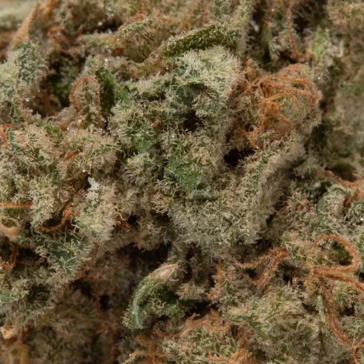 Sundae Driver (AAA)