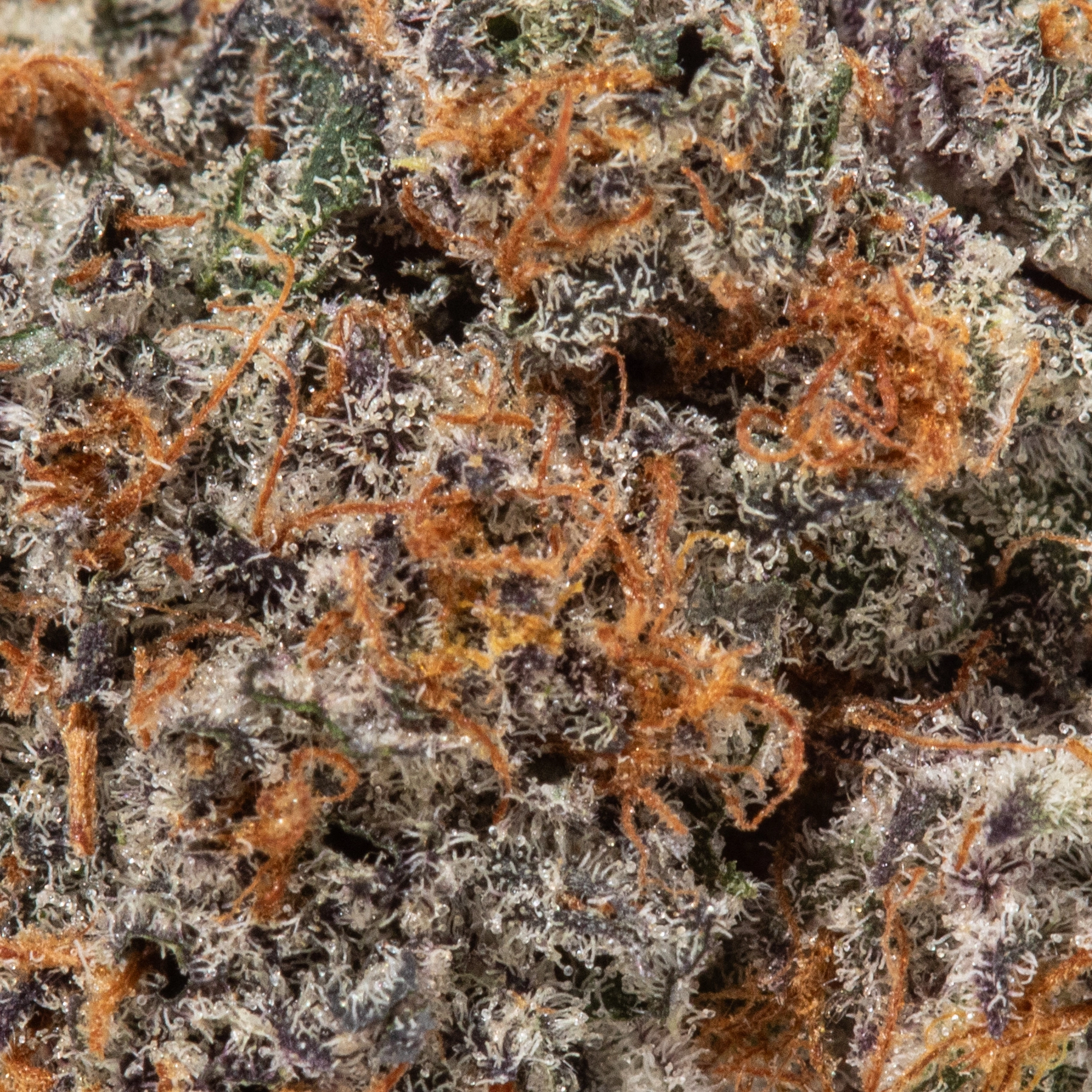 Blackberry Cream (AAAA Popcorn)