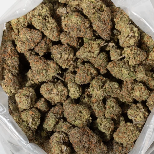 Goudaberry (AAAA+)