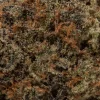 Goudaberry (AAAA+)