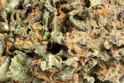 Blueberry Kush (AA/AA+)