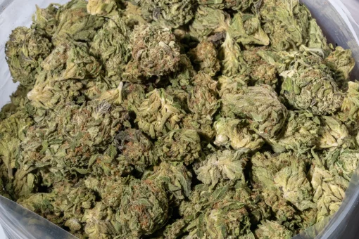 Blueberry Kush (AA/AA+)