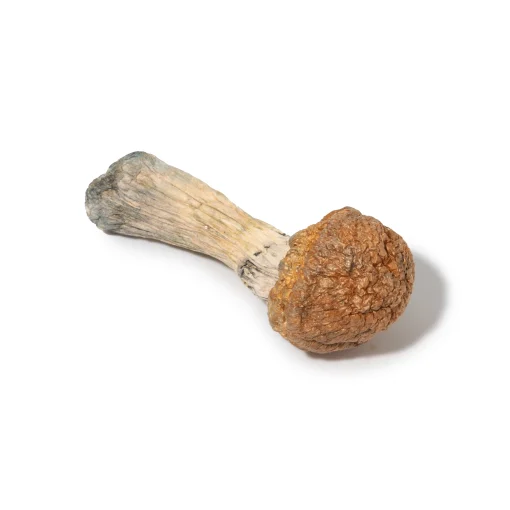 Psilocybe - Blue Meanies