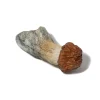 Psilocybe - African Transki