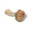 Psilocybe - Burmese