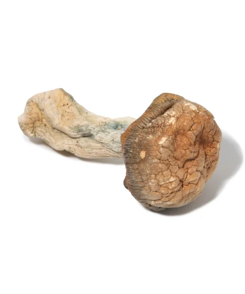 Psilocybe - Burmese