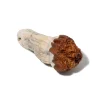 Psilocybe - Carulescen