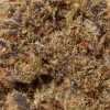 Purple Pancake (AA)