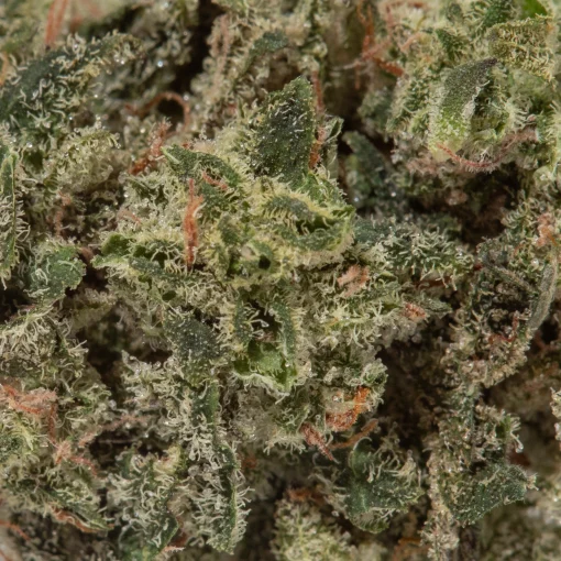OG Octane (AAAA/Popcorn)