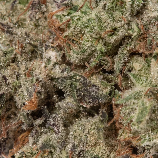 Runtz (AAAA Popcorn)