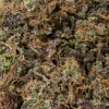 Gelato 42 (AAAAA/Craft)