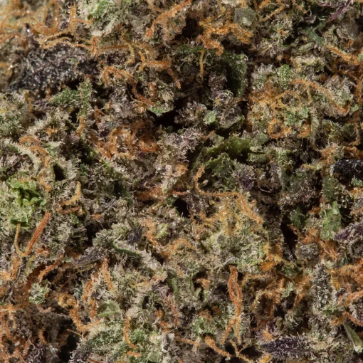 Gelato 42 (AAAAA/Craft)