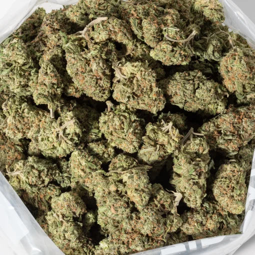 Harlequin (AAA+)
