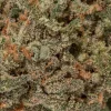 Harlequin (AAA+)