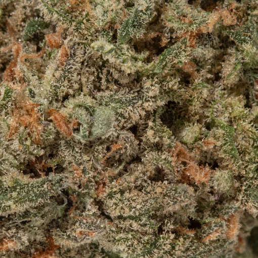 Harlequin (AAA+)