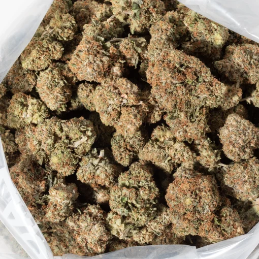 Jet Fuel Gelato (AAA)