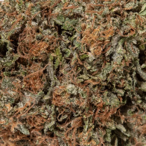 Jet Fuel Gelato (AAA)