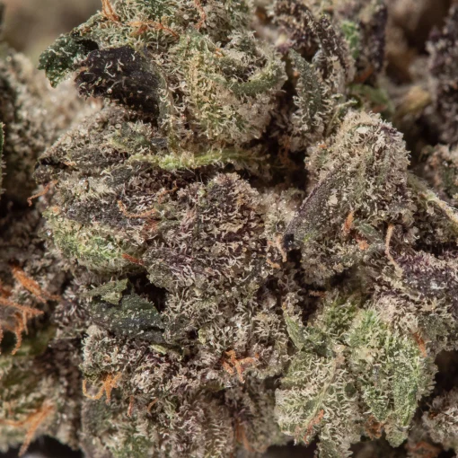 Motor Breath (AAAA/Popcorn)