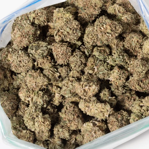 Chocolope (AA)