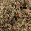 Chocolope (AA)